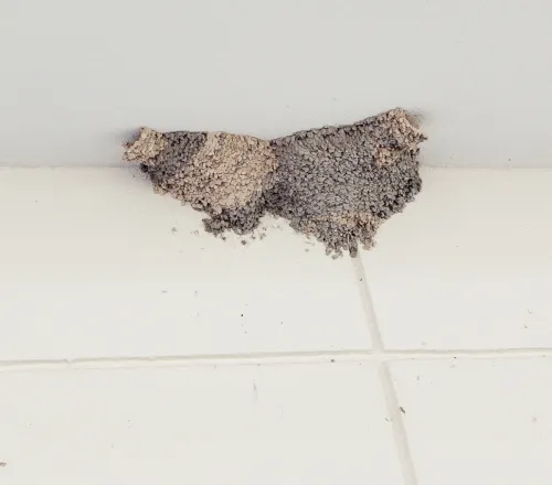 鳥の巣を撤去する様子