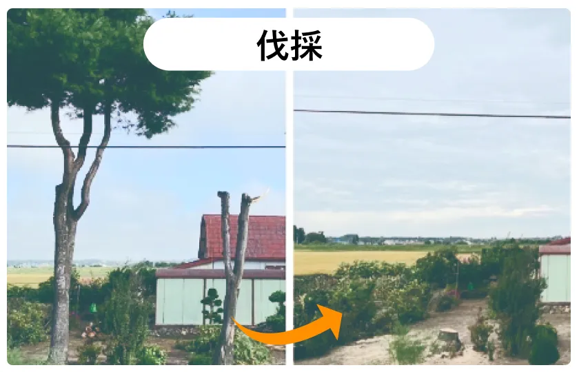 伐採