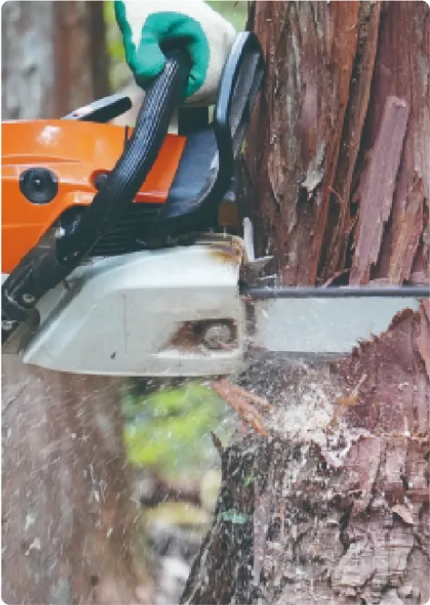 庭木のお手入れの様子