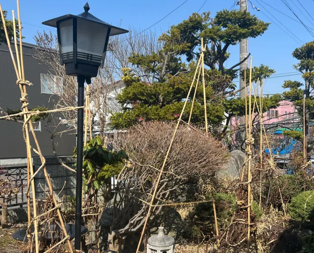 剪定・冬囲い作業の様子