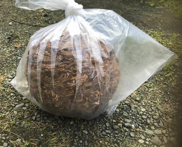 袋に回収された蜂の巣の写真