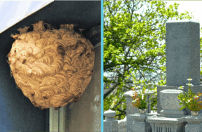 スズメバチの巣とお墓