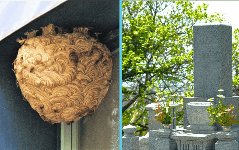 スズメバチの巣とお墓